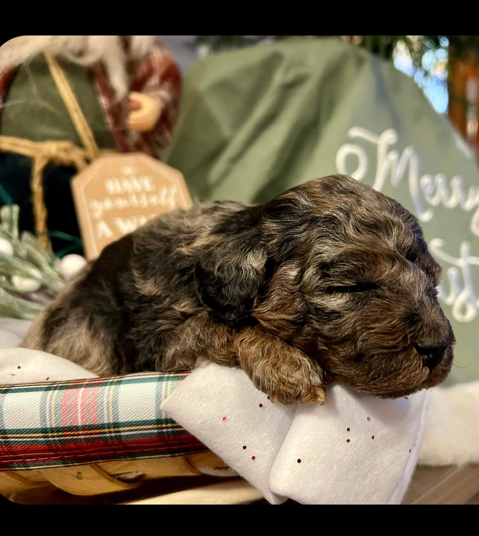 test-certified-pet-registration-kennel-club-inc